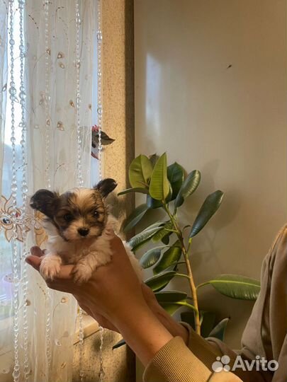 Щенки папильон