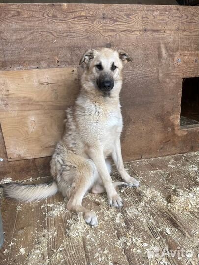 Ласковая собака