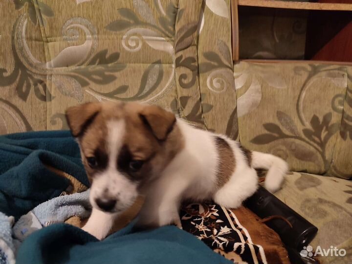 Дворянского рода