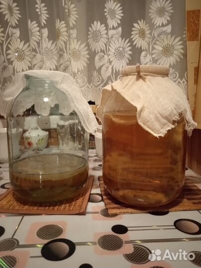 Чайный гриб комбуча