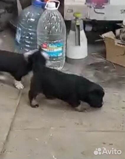 Щенок в добрые руки
