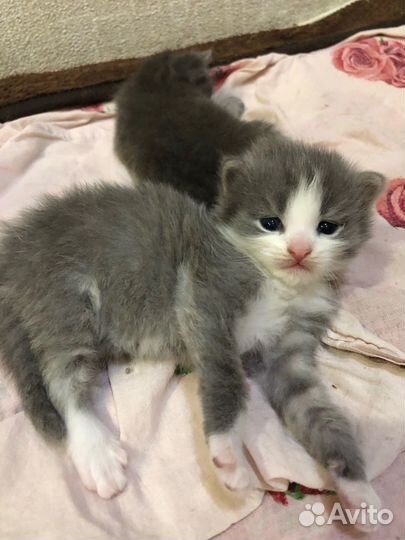 Кошка в дар