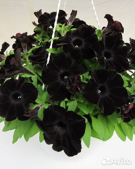 Цветочная рассада. Циния. Петуния ампельная