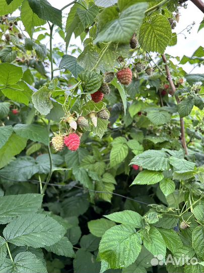 Малина ягода