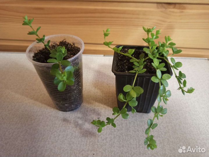 Пеперомия Пепперспот и пеперомия Изабелла