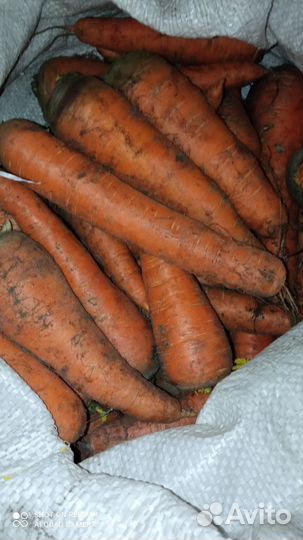 Продам морковь