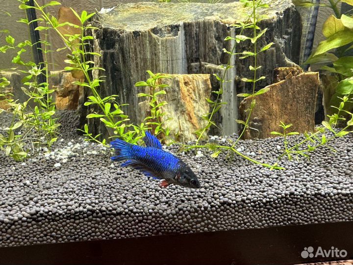 Рыба петушок самка