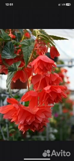 Бегония беллекония ампельная оранжевая