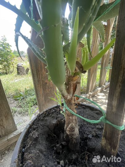 Алоэ лечебный