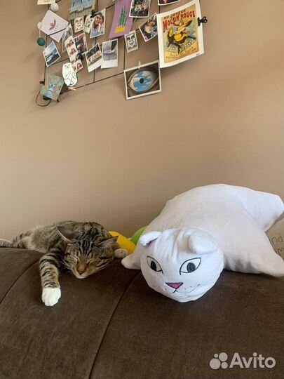 Передержка кошек, котоняня