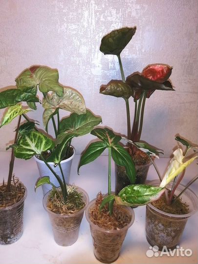 Сингониумы набором 6 сортов