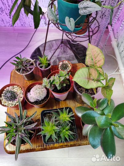 Комнатные цветы