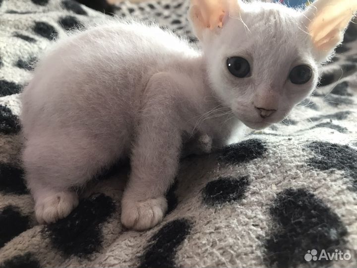 Домашние животные