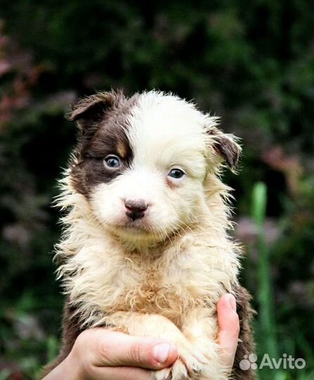 Щенки пастушбей собаки, австралийской овчарки