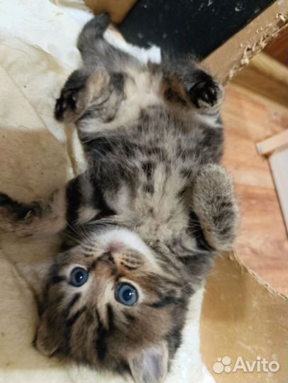 Шотландские котята