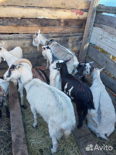 Продаётся козы