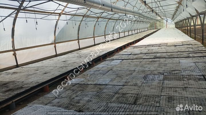 Зкс сосна сеянцы ель обыкновенная