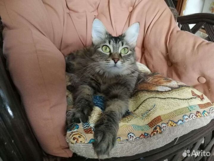 Пушистая зеленоглазая кошечка ищет дом