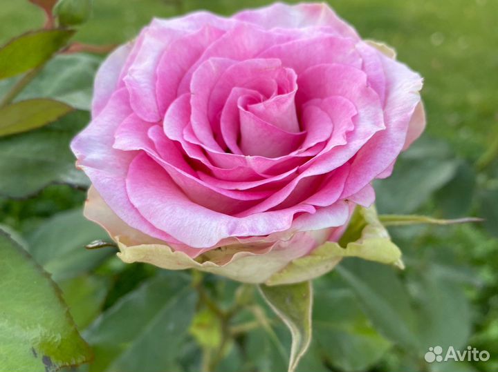 Стихи на заказ