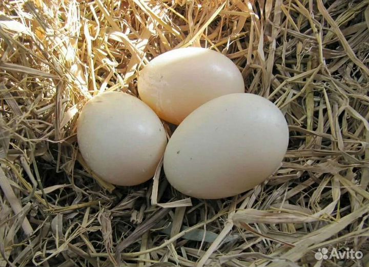 Утиные яйца
