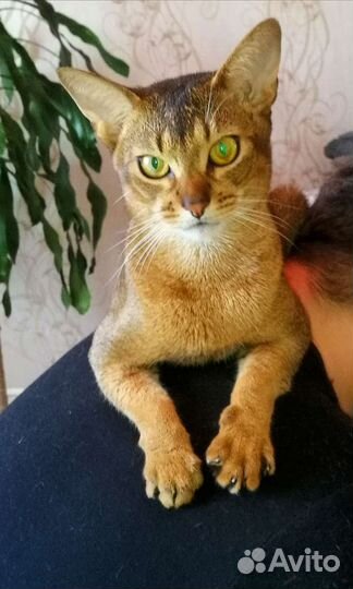 Абиссинский кот