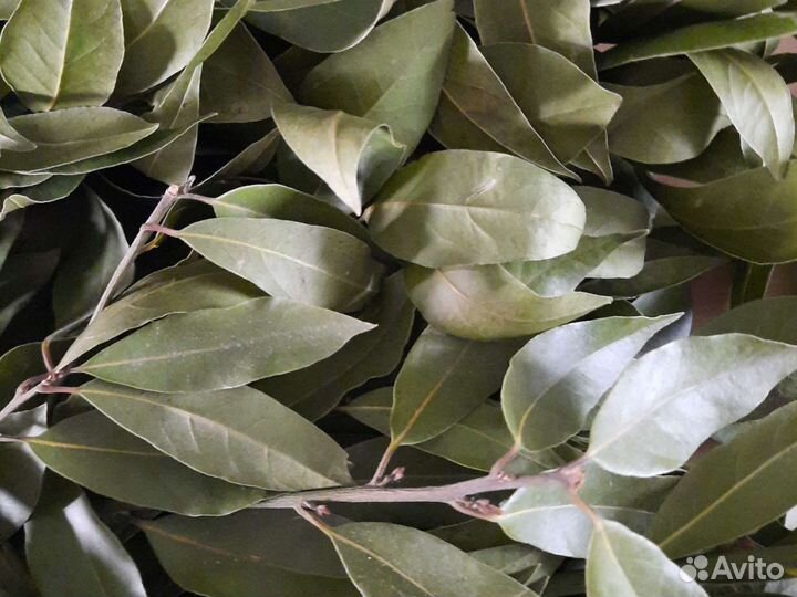 Лавровый лист