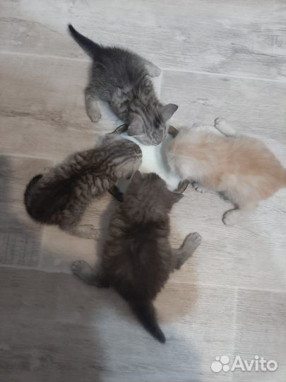Котята в добрые руки
