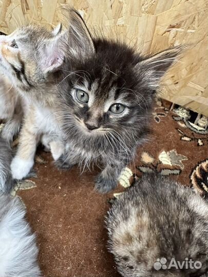 Котята мальчики