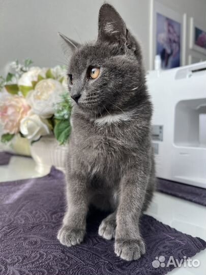 Котенок ищет дом