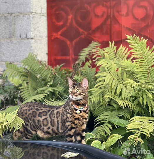 Адресник из бусин для собак и кошек