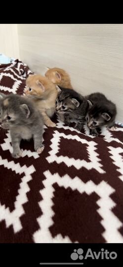 Кошка в дар бесплатно
