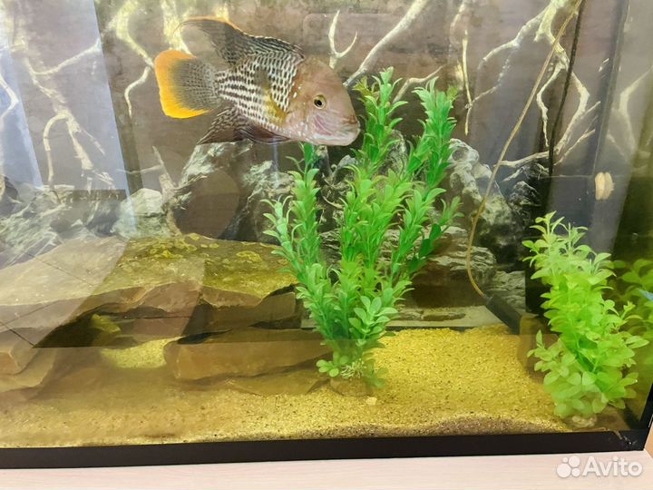 Аквариум бу