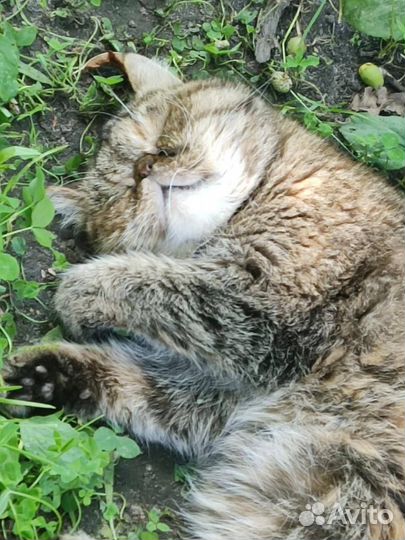 Кошка Экзот в добрые руки