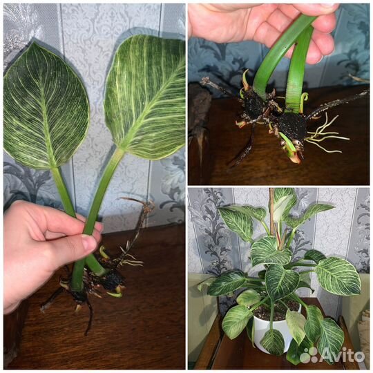 Растения комнатные декоративно-лиственные