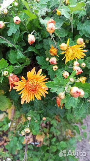 Хризантема