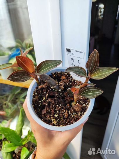 Драгоценная орхидея