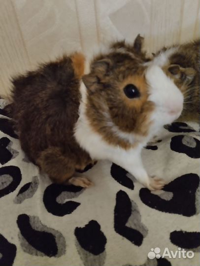 Морские свинки 1тр,за одну