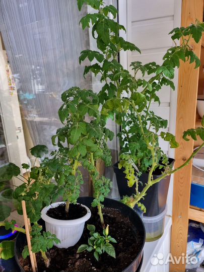 Рассада черри /балконное чудо