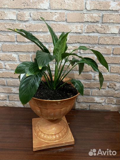 Спатифилиум