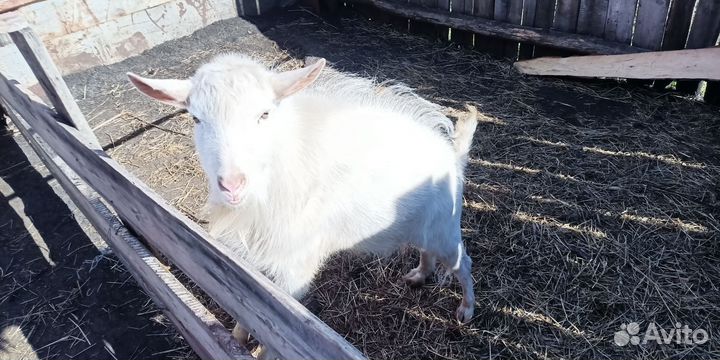 Продаются Заинские - козел, стельные козы, козлята