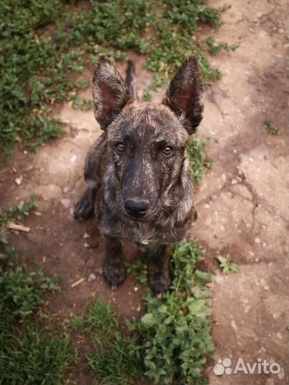 Руби ищет дом