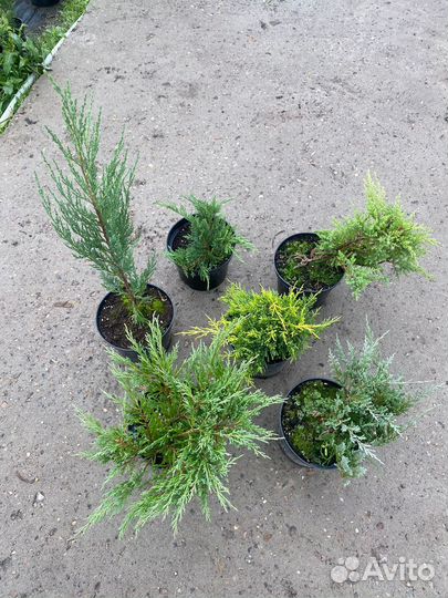 Можжевельник С3 контейнер в ассортименте