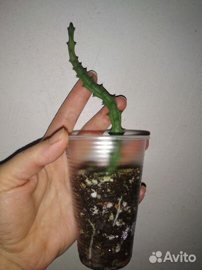 Эдитколея, Орбея, Стапелия