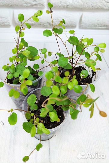 Мюленбекия