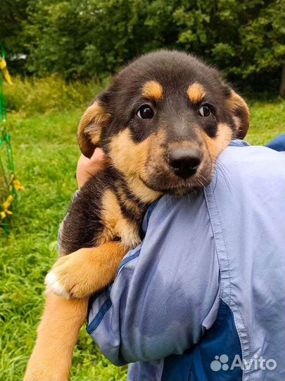 Щенок девочка в добрые руки