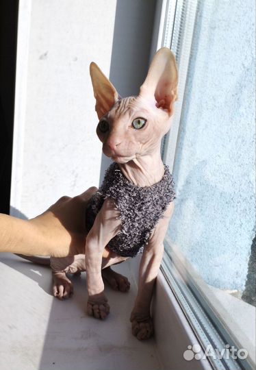 Канадский сфинкс