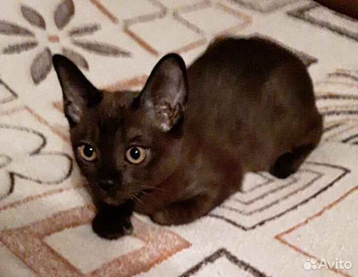 Котята европейской бурмы