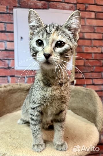 Котенок девочка Мия 3 мес ищет дом