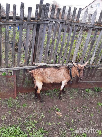 Козочки и козлики