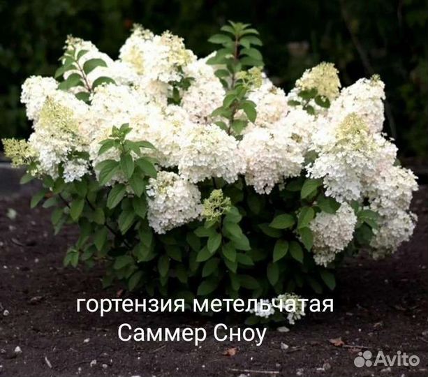 Гортензия метельчата Скайфол, Лаймлайт